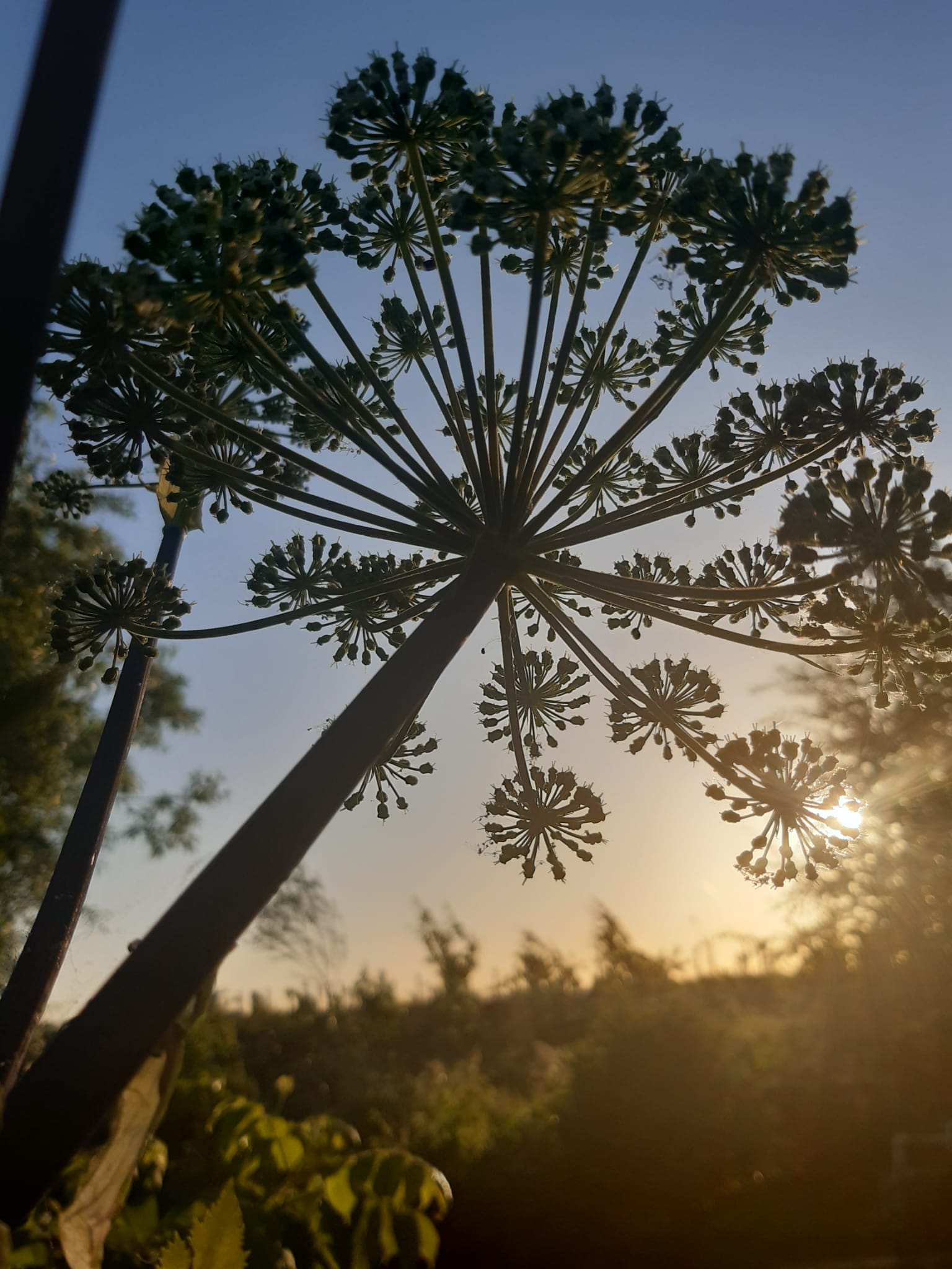 Engelwortel - Afbeelding 2