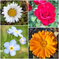 Foto Harmonie Foto Harmonie