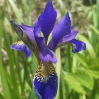 Iris-Alles&IdeREEN bloem vk